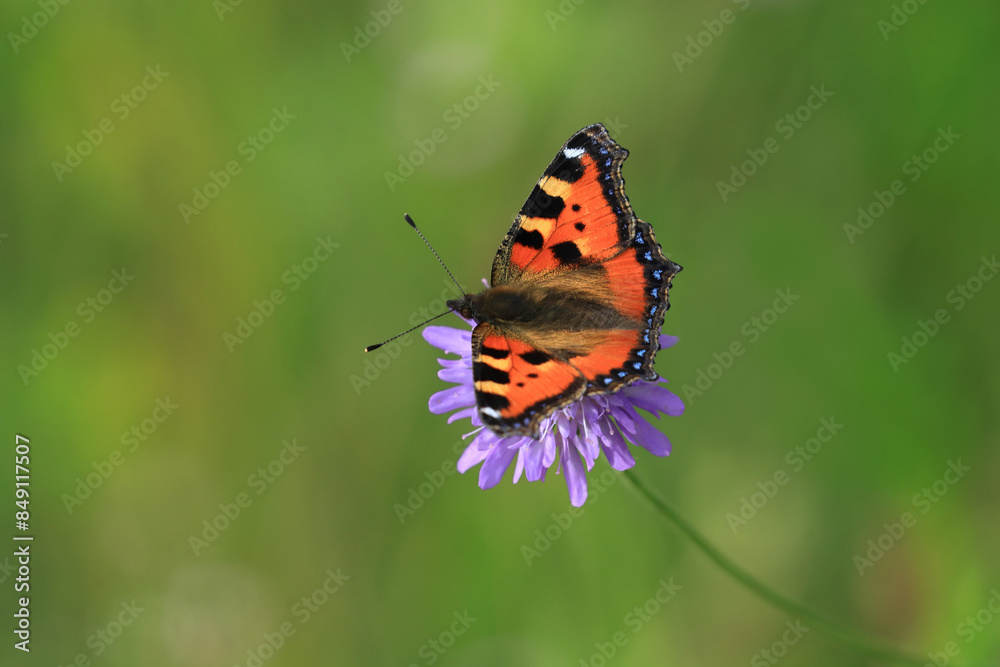 Butterfly on flower, colorful details on wings Butterfly on flower, colorful details on wings