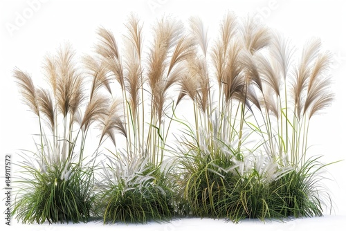 set of miscanthus sinensis ornamental grass bushes isolated on white realistic 3d rendering