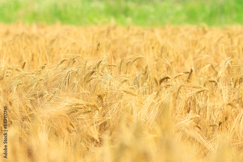 Mature barley in the field, ready for harvest Mature barley in the field, ready for harvest