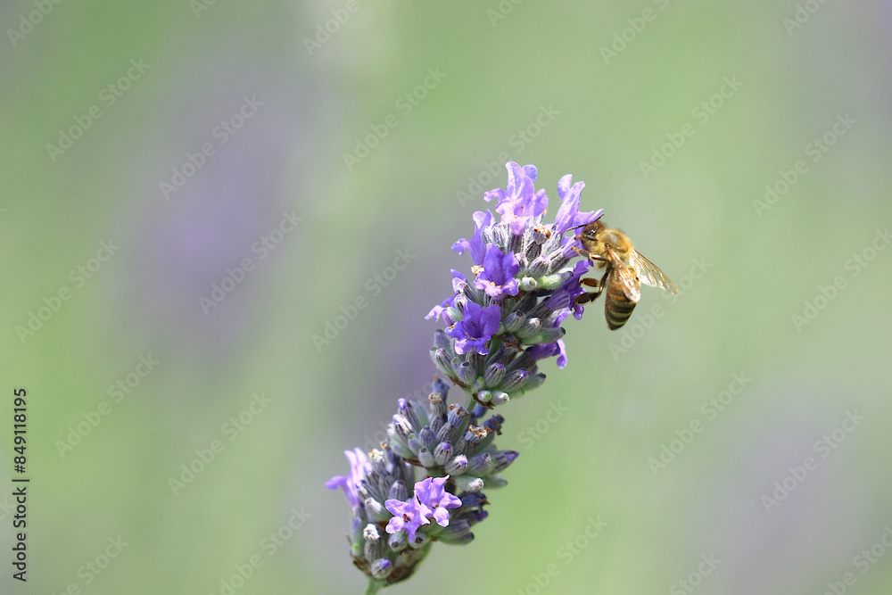 Bee pollination of lavender flowers Bee pollination of lavender flowers