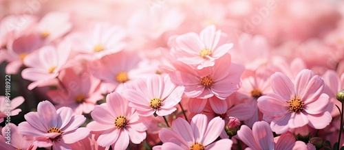 Pink flowers macro background. Creative banner. Copyspace image