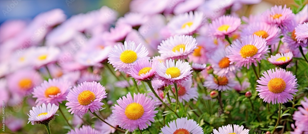 Fototapeta premium Garden fleabane in full bloom in summer. Creative banner. Copyspace image