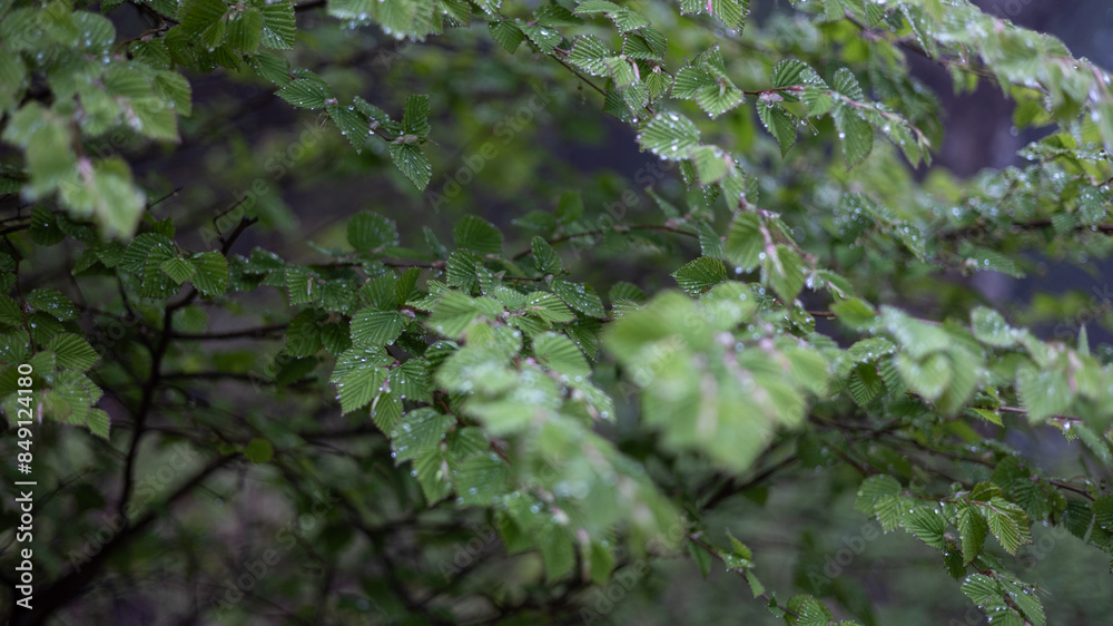 Fototapeta premium 雨に濡れた植物