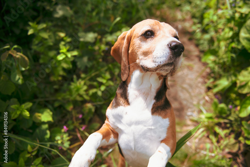 cute beagle dog resting in the garden in summer