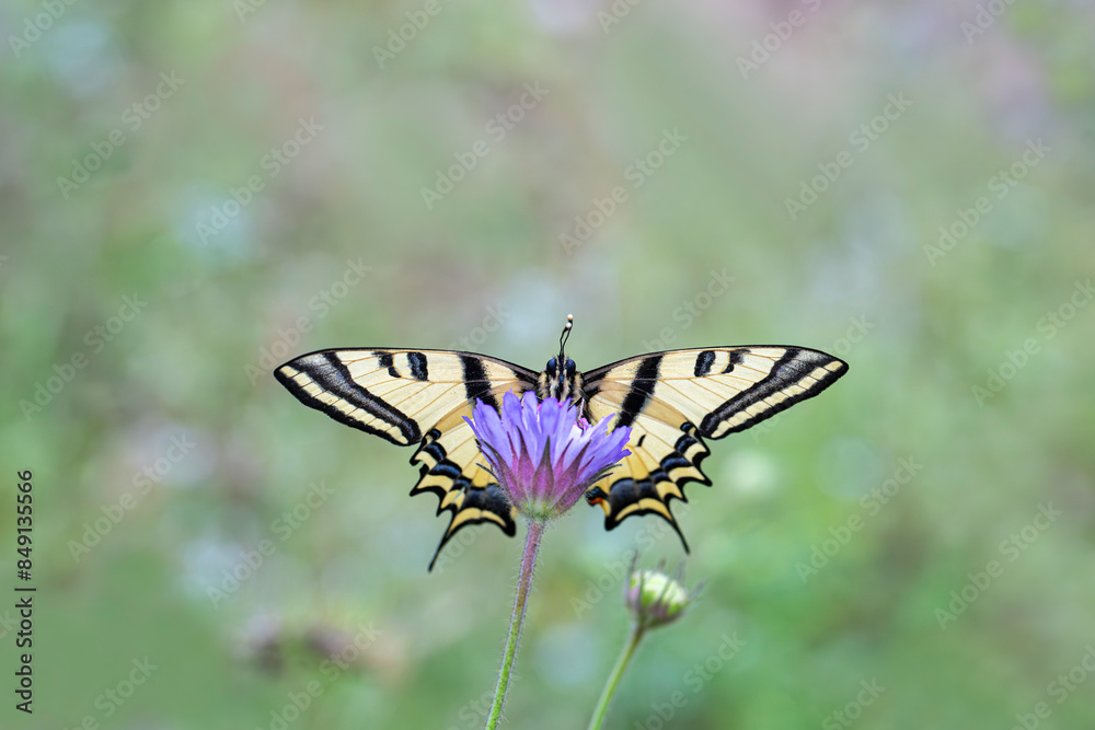 Obraz premium Tiger Swallowtail butterfly (Papilio alexanor) on plant