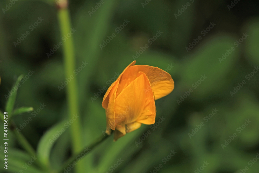 natural yellow oxalis dillenii photo natural yellow oxalis dillenii photo