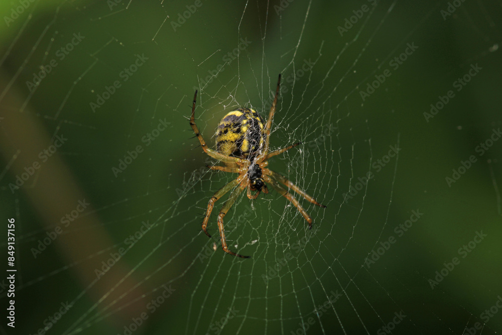 mangora acalypha spider macro photo mangora acalypha spider macro photo