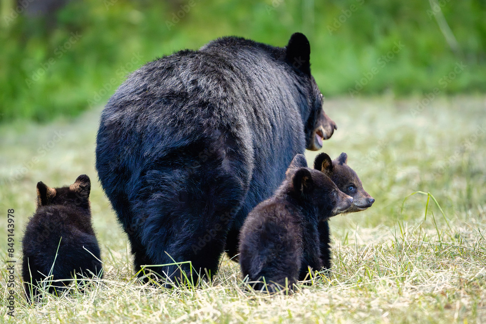 Fototapeta premium black bear cub