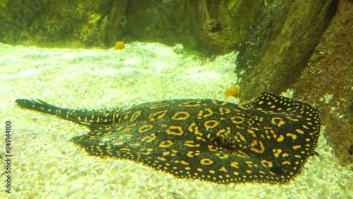 Potamotrygon tigrina, also known as the tiger river stingray, is a species of freshwater ray in the family Potamotrygonidae. photo