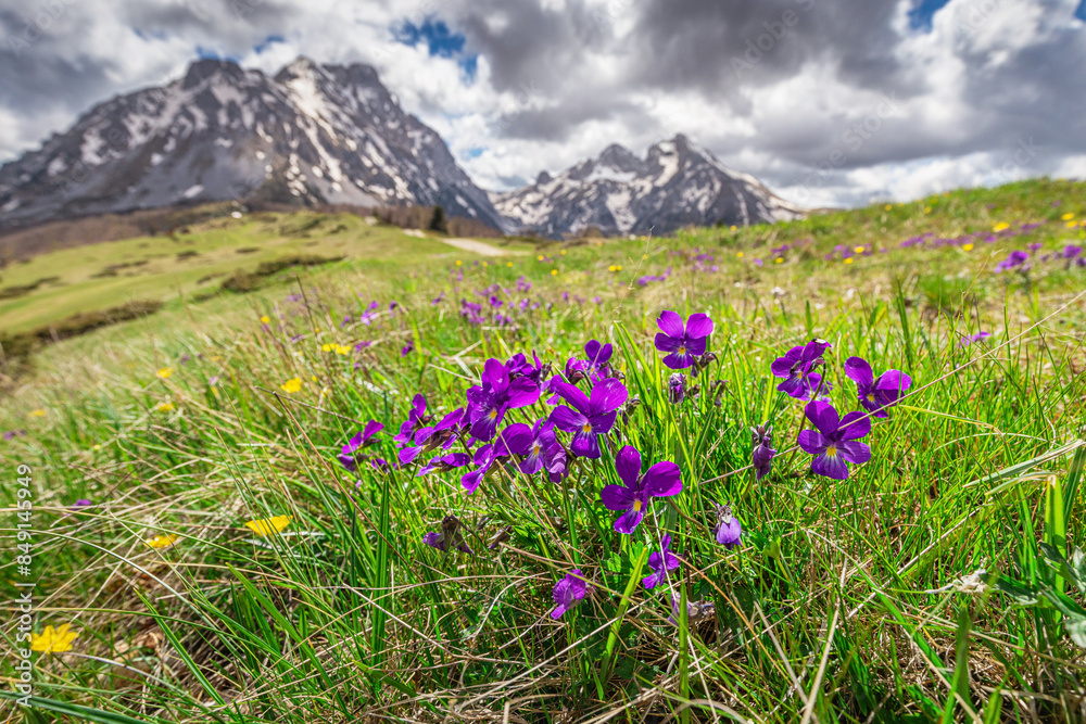 Obraz premium In the serene meadows beneath Montenegro's towering peaks, vibrant flowers bloom, creating a picturesque alpine landscape.