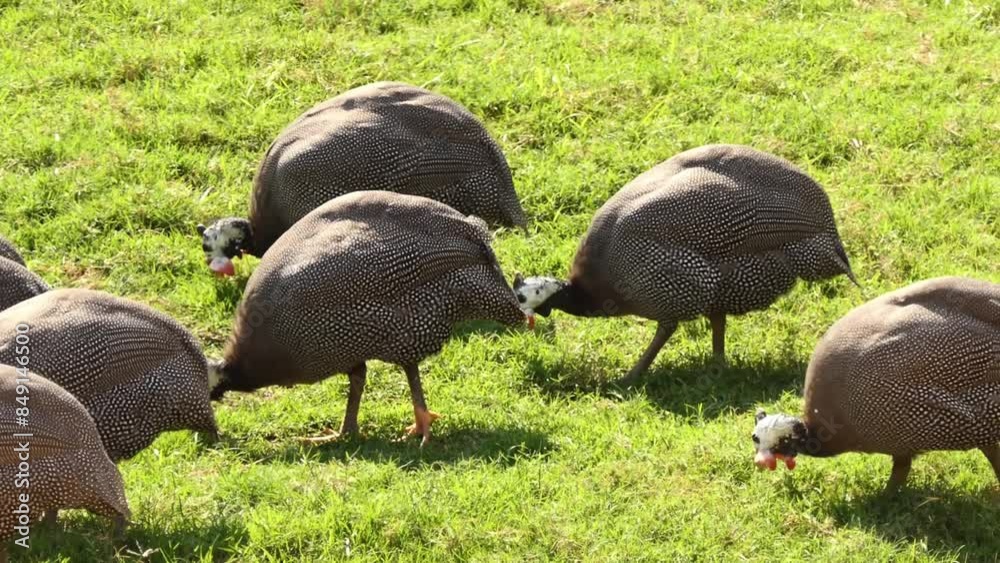 helmeted guineafowl (Numida meleagris) is the best known of the ...