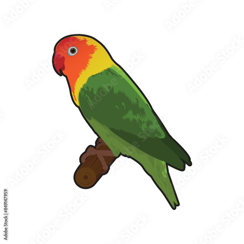 lovebird parrot vector design illustration, colorfull bird