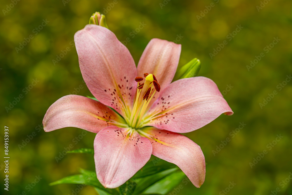 White lily (Lilium candidum), Close-up large lily flowers, cute floral composition isolated on natural green field. Concept of floristry, decoration, creativity, decor and advertising. design for card White lily (Lilium candidum), Close-up large lily flowers, cute floral composition isolated on natural green field. Concept of floristry, decoration, creativity, decor and advertising. design for card