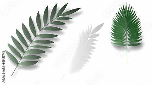 Realistic transparent shadow from a leaf of a palm tree on the white background. Tropical leaves shadow. Mockup with palm leaves shadow.