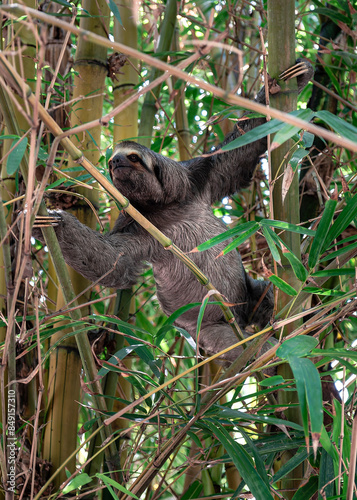 Sloth in Cartagena, Colombia