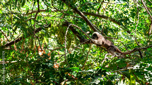 Monkey in Cartagena, Colombia photo