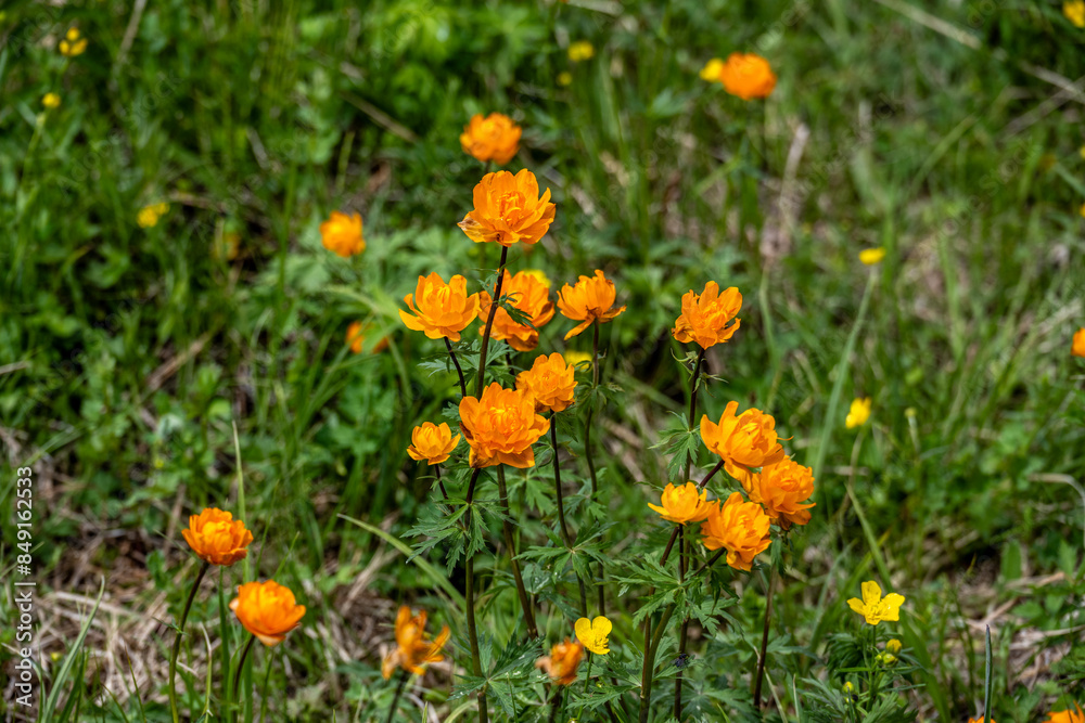 wild forest flowers and plants in the area of Lake Teletskoye in Altai wild forest flowers and plants in the area of Lake Teletskoye in Altai