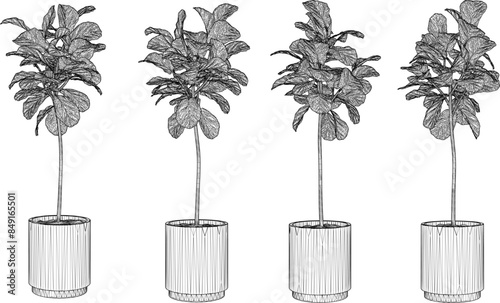 Vector illustration sketch design drawing of ornamental plants in pots for room interior