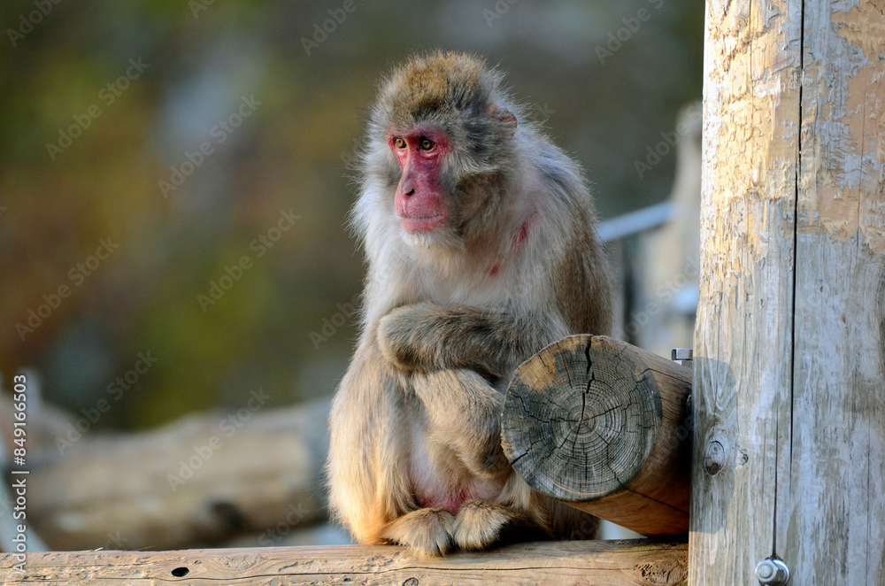 Fototapeta premium ニホンザル