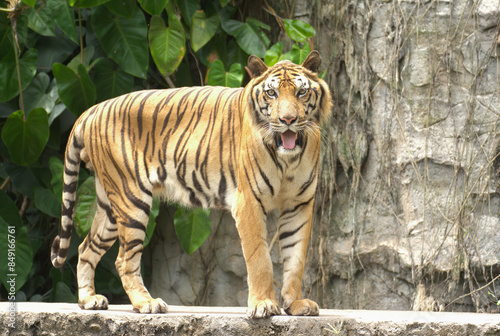 Photography The tiger is standing and staring.