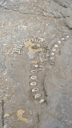 Exposed fossil reptile remains on rock surface on Kilve Beach on the Jurassic Coast in England UK photo