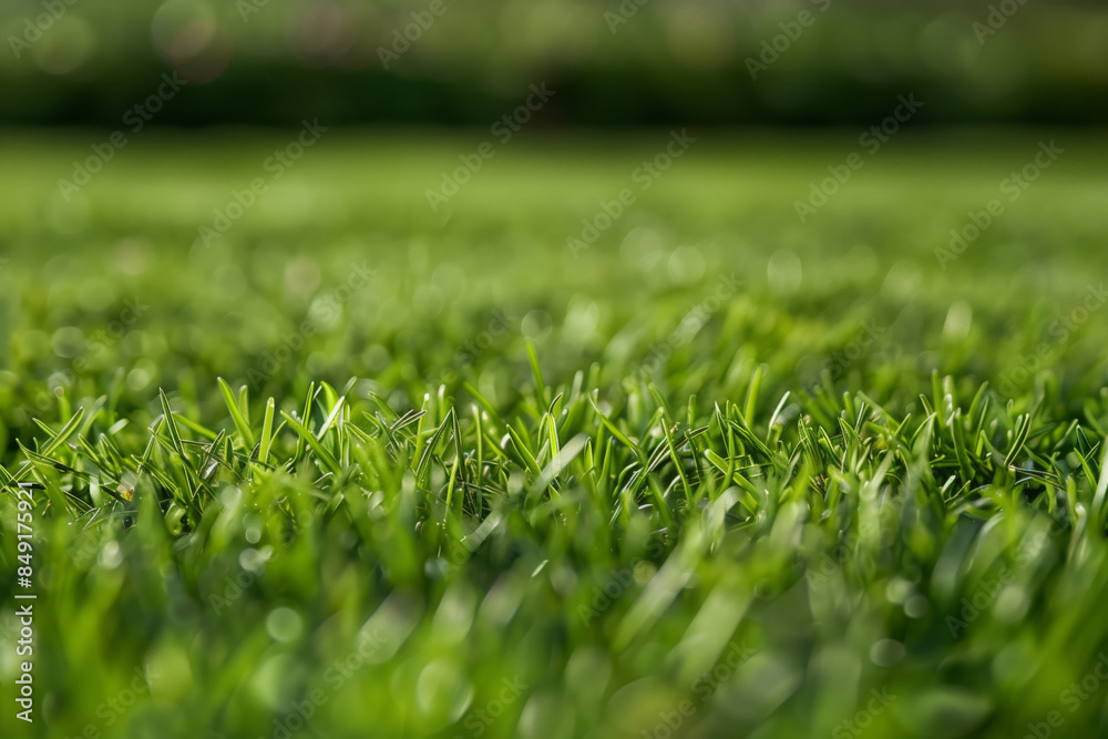 Closeup photo of ripe trimmed lawn grass texture, horizontal composition Closeup photo of ripe trimmed lawn grass texture, horizontal composition