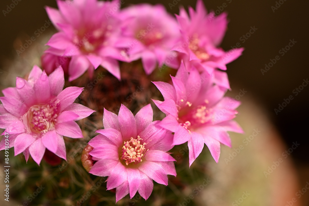 Obraz premium サボテンの花