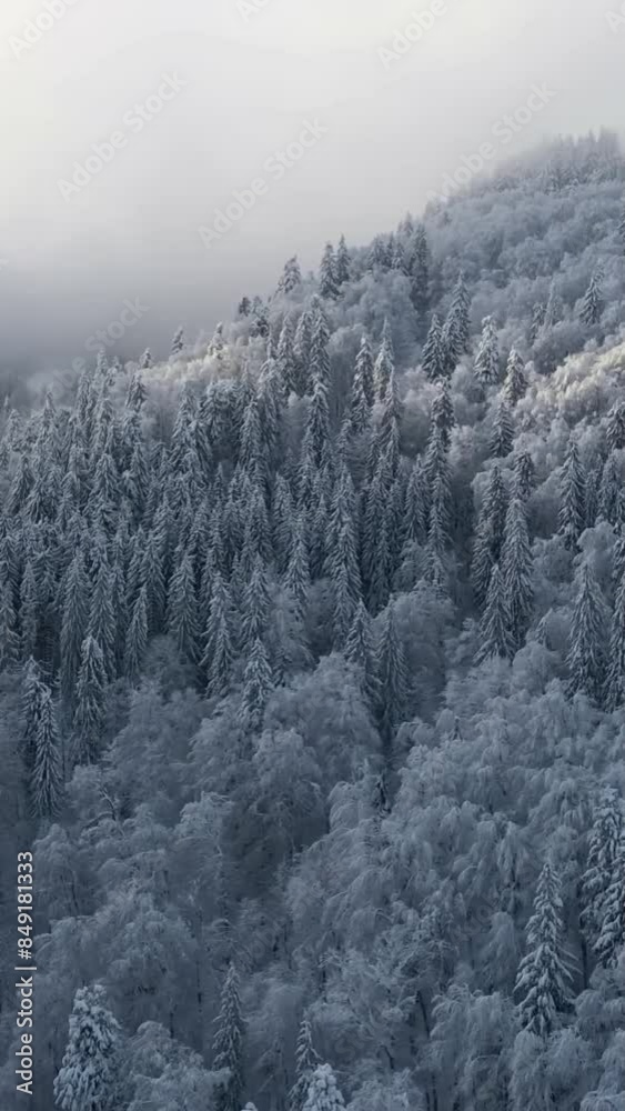 Aerial view of beautiful snow forrest during winter Aerial view of beautiful snow forrest during winter