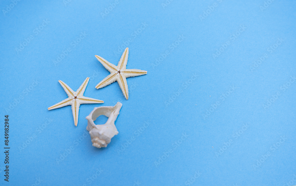 Tarjeta de verano con dos estrellas de mar y una concha de caracol Tarjeta de verano con dos estrellas de mar y una concha de caracol