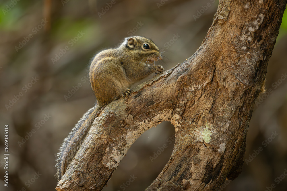 Maritime striped squirrel perched on a tree Maritime striped squirrel perched on a tree