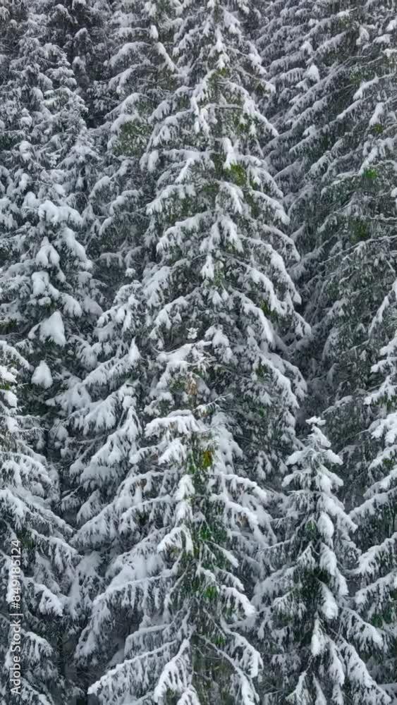 Aerial view of beautiful snow forrest during winter Aerial view of beautiful snow forrest during winter