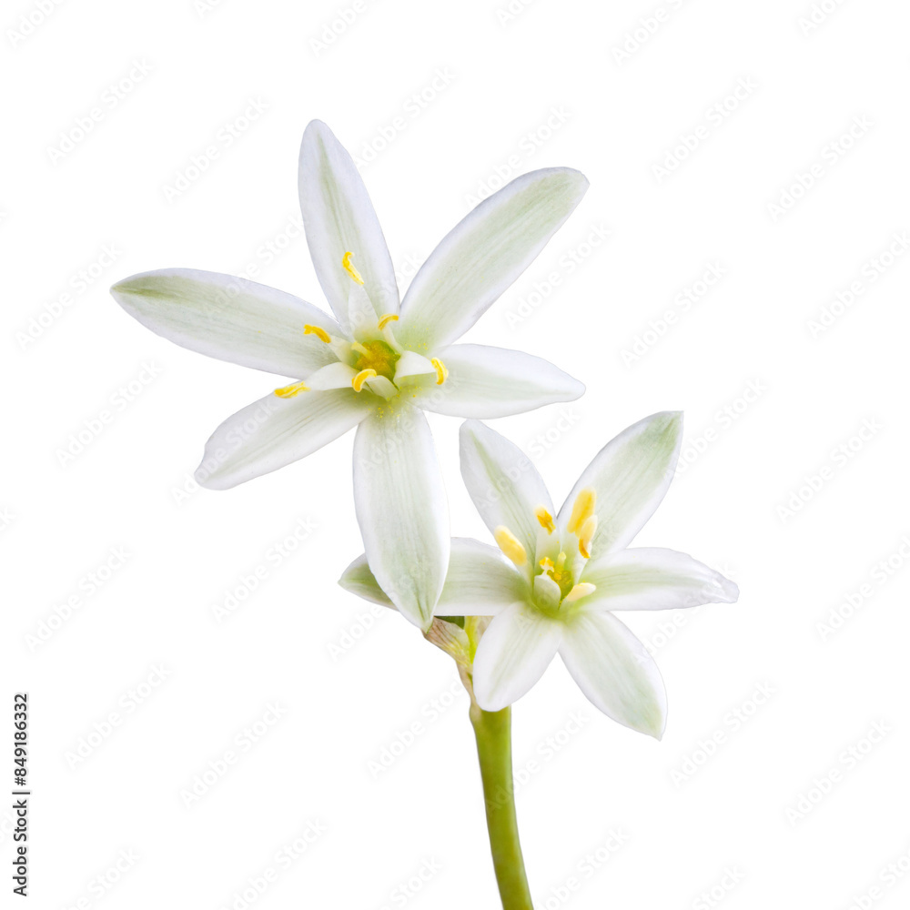 white flower with 6 petals in the shape of a lily, isolated on a white background white flower with 6 petals in the shape of a lily, isolated on a white background