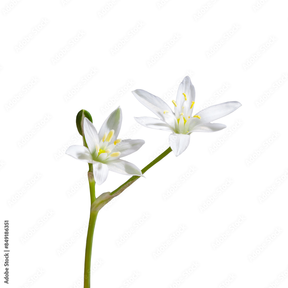 Fototapeta premium white flower with 6 petals in the shape of a lily, isolated on a white background