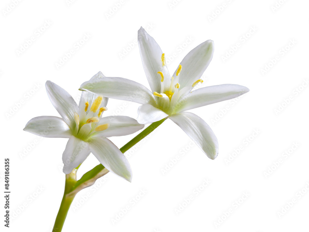white flower with 6 petals in the shape of a lily, isolated on a white background white flower with 6 petals in the shape of a lily, isolated on a white background