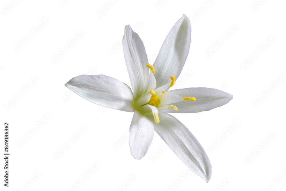 white flower with 6 petals in the shape of a lily, isolated on a white background white flower with 6 petals in the shape of a lily, isolated on a white background