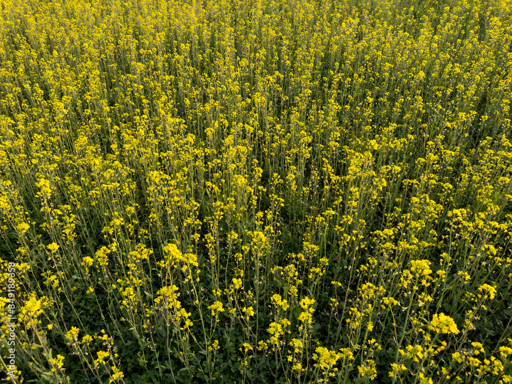 Obraz premium Scenic rural landscape with yellow rape, rapeseed or canola field. Rapeseed field, Blooming canola flowers close up. Rape on the field in summer