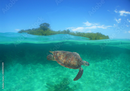 a sea turtle on a reef in the caribbean