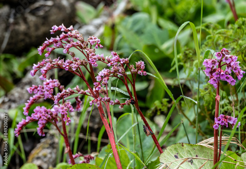 wild forest flowers and plants in the area of ​​Lake Teletskoye in Altai photo