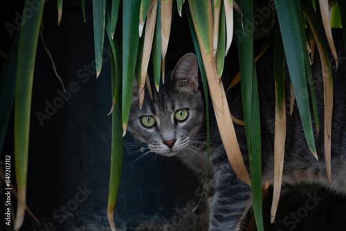 Closeup of beautiful grey street cat with green eyes sitting on the streets of Istanbul photo