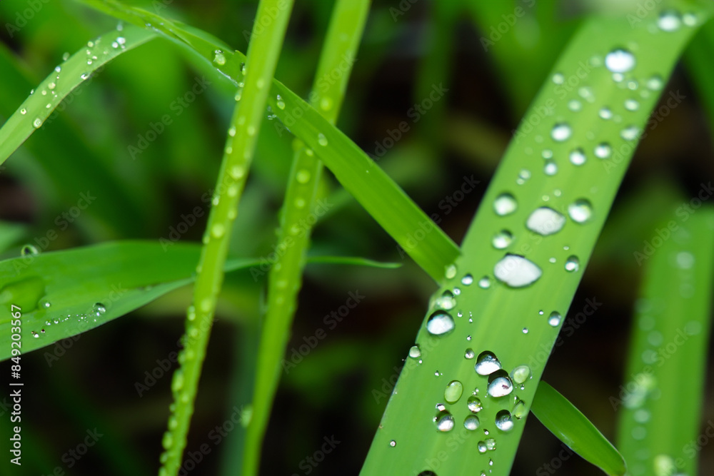 grass with dew. large amount of green grass with dew drops, top view close up plant concept grass with dew. large amount of green grass with dew drops, top view close up plant concept