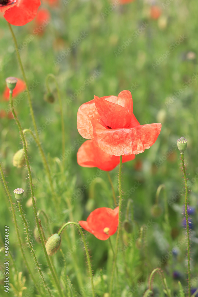 Fototapeta premium Red poppy. Flowers on a lawn or clearing. Spring flowers, natural background. Beautiful poppy blossoms on a sunny day. Flowers close up. Papaver rhoeas