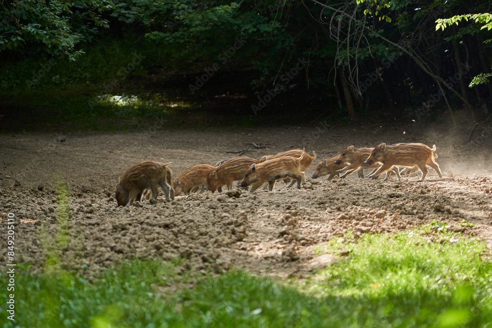 Wild hogs in the forest