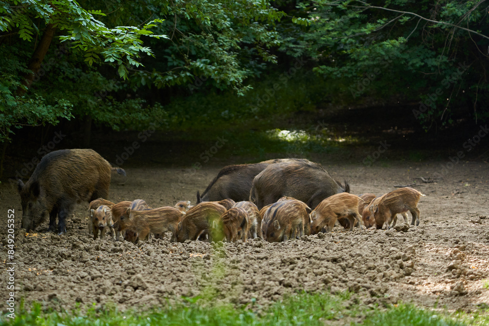 Wild hogs in the forest Wild hogs in the forest