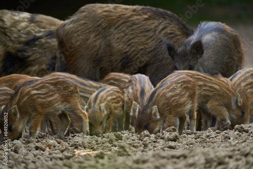 Wild hogs in the forest