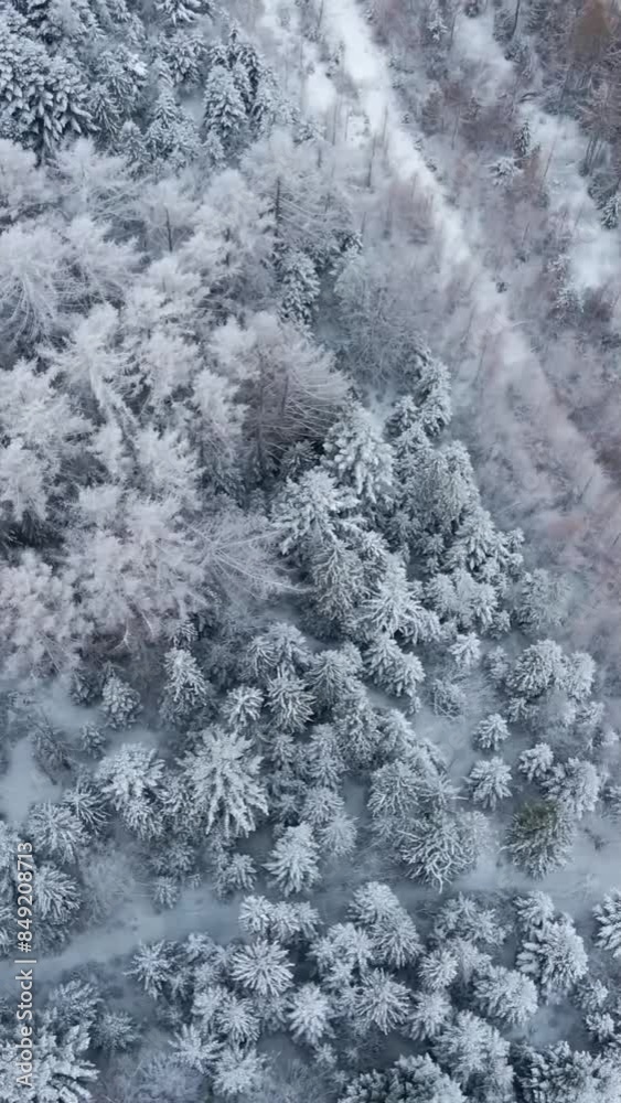Aerial view of beautiful snow forrest during winter Aerial view of beautiful snow forrest during winter