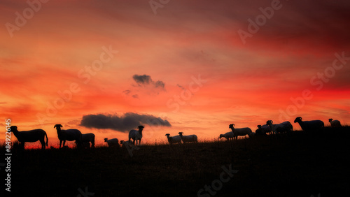 Lakeland Sheep