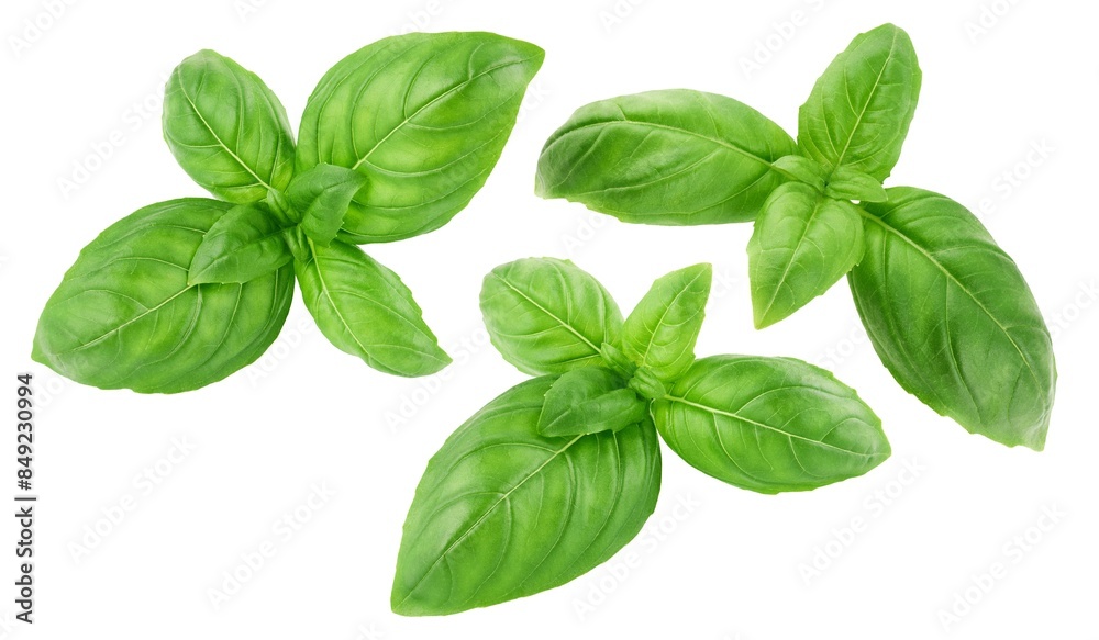 Green basil leaves isolated on white background Green basil leaves isolated on white background