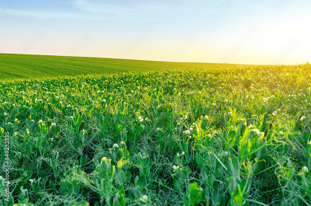 Naklejka premium Field with blooming green peas and blue sky. Cultivation of vegetable peas. Agricultural land.