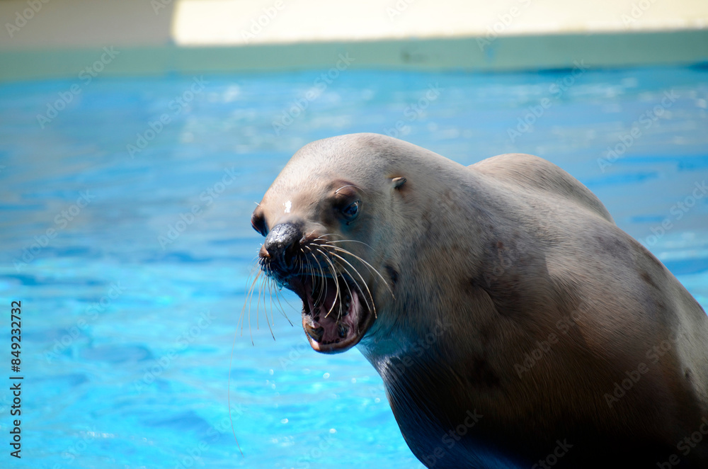 Fototapeta premium トド