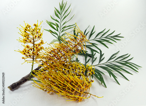 Southern silky oak Grevillea robusta unusual tree with original yellow flowers and fern-like leaves, flowering branch, isolated on white close-up